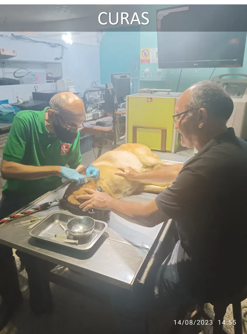 Curas, tratamientos y emergencias